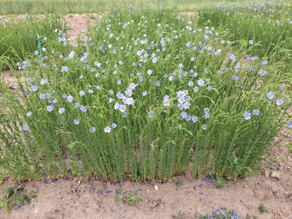 Click for 1 image(s) for this accession.